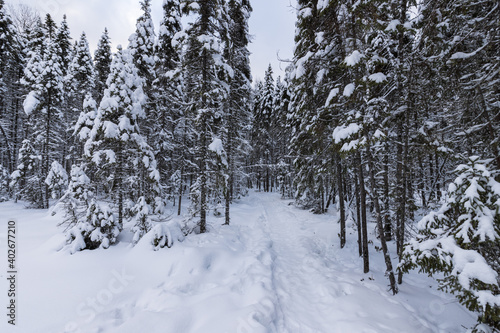 Algonquin Provincial Park in Winter