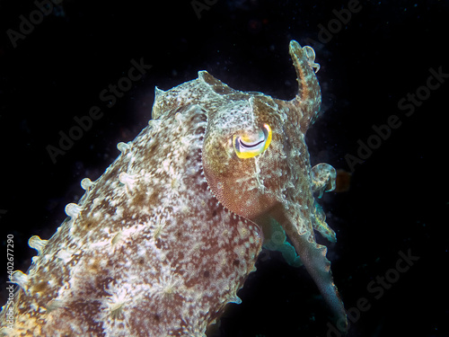 A Pharaoh Cuttlefish (Sepia pharaonis) photo