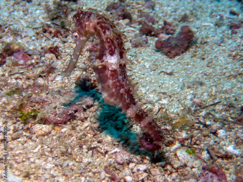 Spiny Seahorse (Hippocampus histrix) © Rob