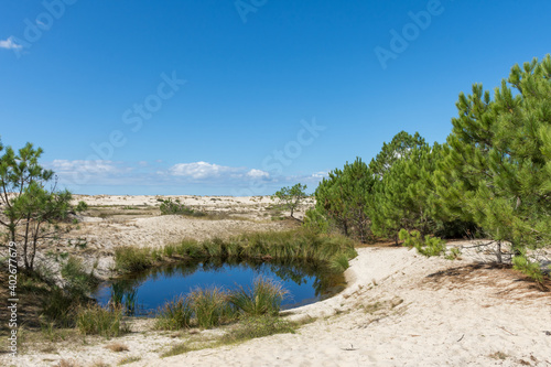 BISCARROSSE (Landes, France), vue sur les dunes