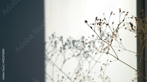 Dry pampas grass reed shadow on white wall. Minimal interior decor concept. Cozy home with dried fluffy plants in vase. Abstract silhouette of grass in sun light