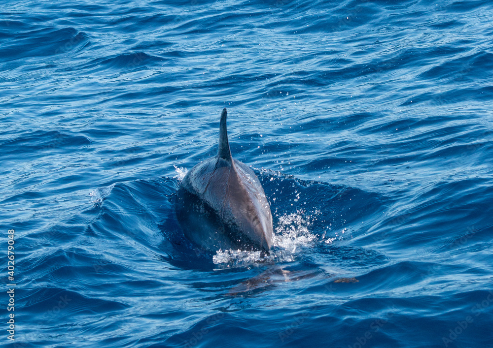 Obraz premium Delphine im Meer