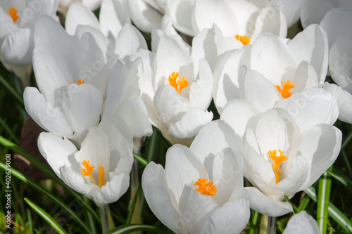 weisse Krokusse diagonaler Verlauf