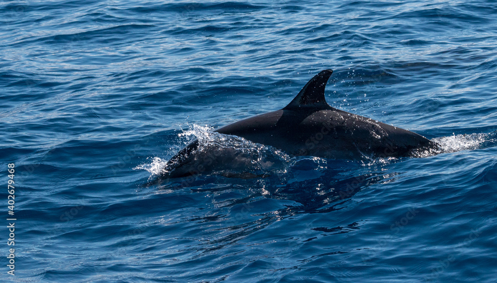 Obraz premium Delphine im Meer