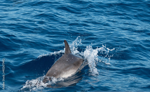 Delphine im Meer