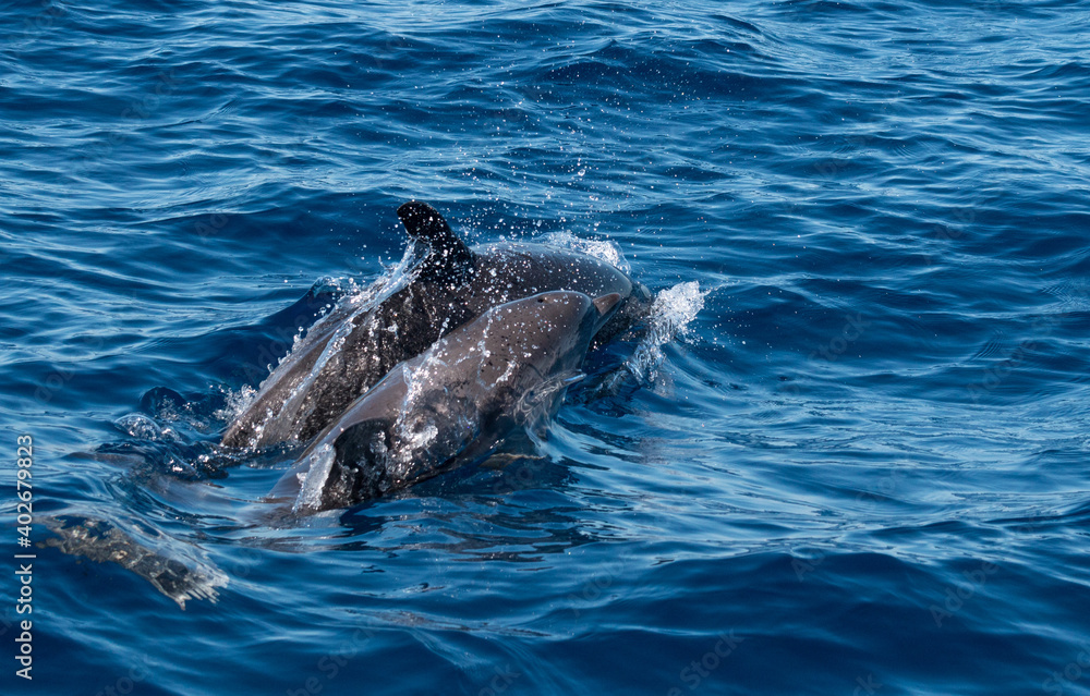 Fototapeta premium Delphine im Meer
