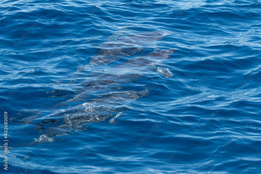 Delphine im Meer Delphine im Meer