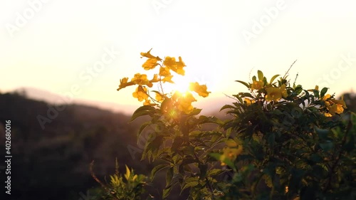 Windy early morning view of golden wild yellow flowers in the mountain. Golden hour in Mount nan thailand 4k