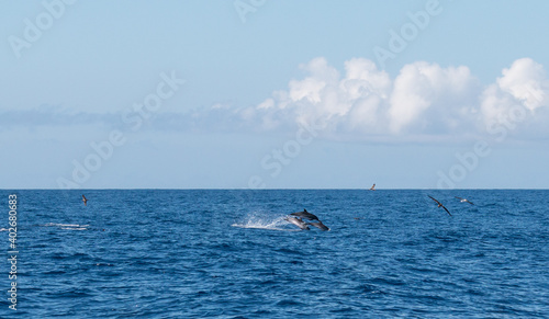 Delphine im Meer © FLeiPhoto.de
