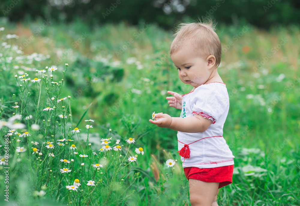 beautiful baby in a white shirt picking flowers in the field beautiful baby in a white shirt picking flowers in the field