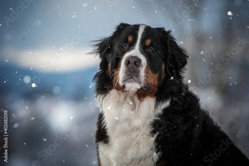 Berner Sennenhund im Schnee