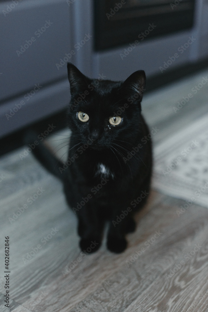 Cat in the house - a black cat on the floor with kitchen in the background. Cozy home and hygge trendy concept. Scandinavian style, hygge, autumn or winter weekend cozy concept.