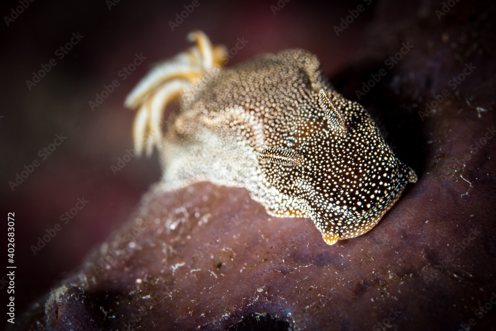 Starry night nudibranch - Hypselodoris lapislazuli Starry night nudibranch - Hypselodoris lapislazuli
