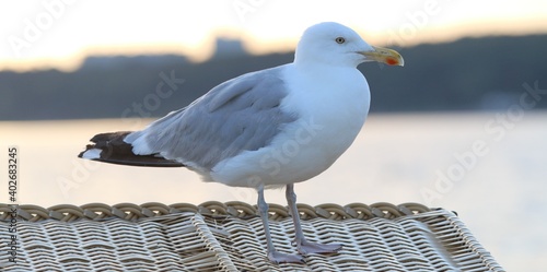 seagull on a beach chair