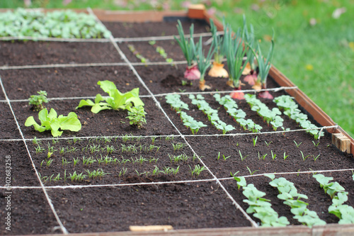 Growing vegetables in the garden in the beds.