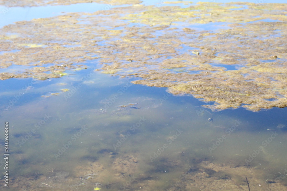 Flowering water swamp mold algae in the water