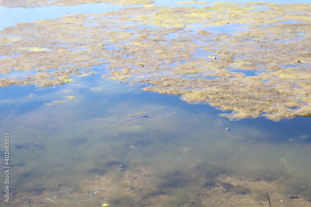 Flowering water swamp mold algae in the water Flowering water swamp mold algae in the water