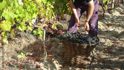 Farmer hand picking dark purple grapes into a traditional wooden basket. Harvest Season on vineyard