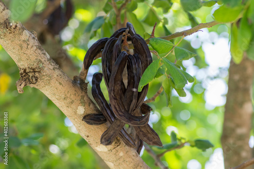 Canvastavla Carob tree (Ceratonia siliqua) fruits, hanging from a branch.