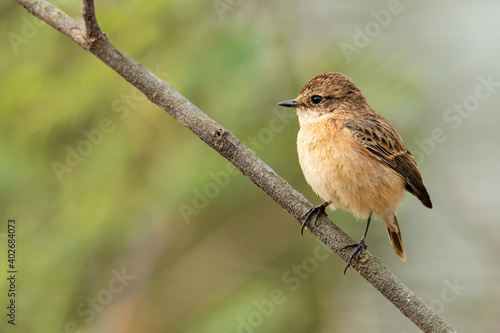 Eastern Stonechat perching on a perch © phichak