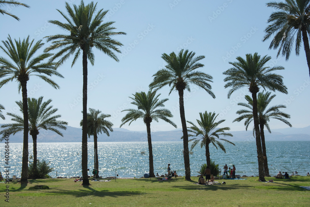 Large palm trees (Phoenix dactylifera) at the eastern shore of the Sea of Galilee, also known as Lake Tiberias. Ein Gev, Israel
