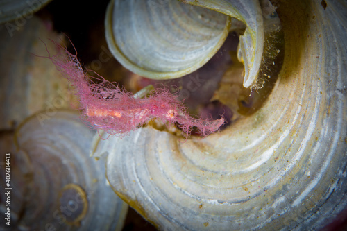 Pink roughsnout ghostpipefish on coral reef - Solenostomus cyanopterus photo