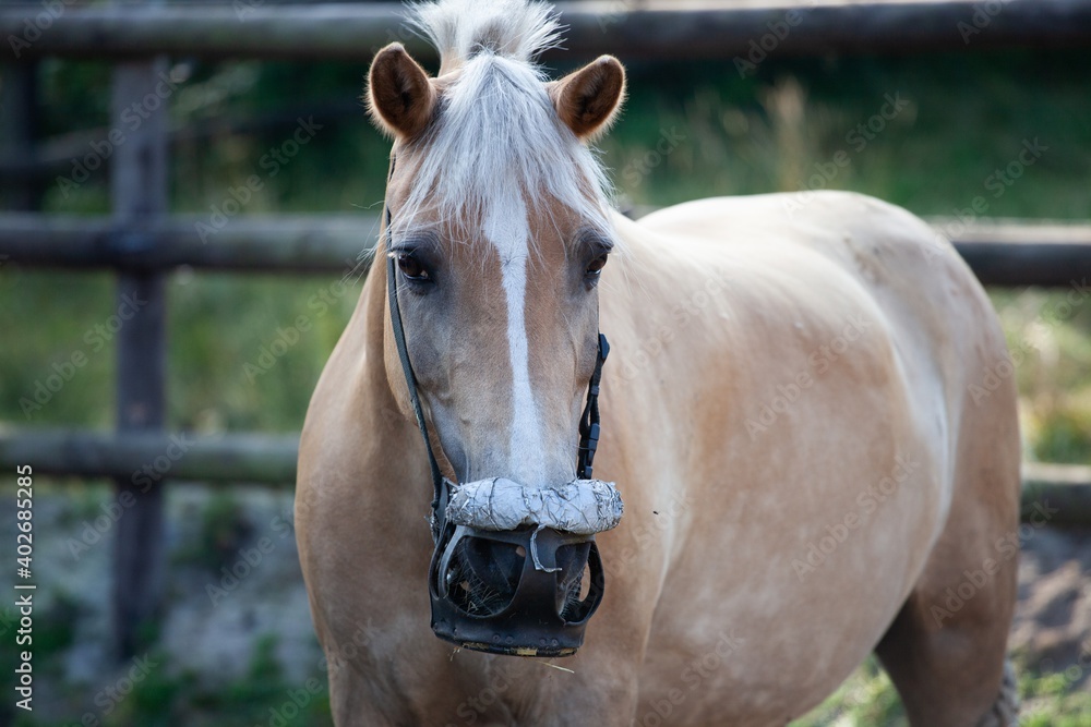 Obraz premium fat horse wearing grazing muzzle
