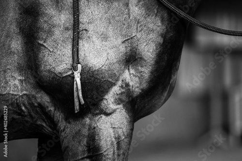 close up of horse muscles