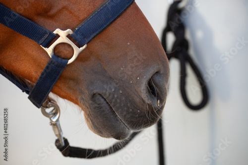 horse muzzle
