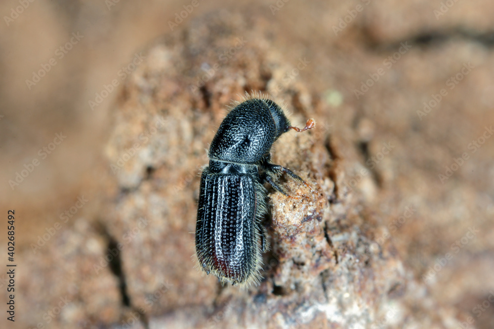 Tiny bark beetle (Scolytinae) on the bark of a tree. High magnification Tiny bark beetle (Scolytinae) on the bark of a tree. High magnification