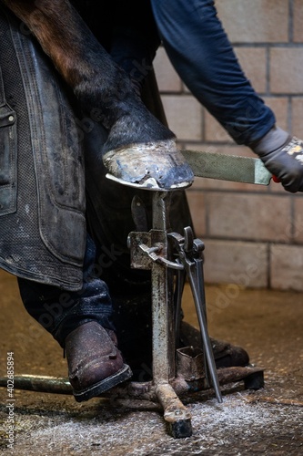 farrier working on horse shoes