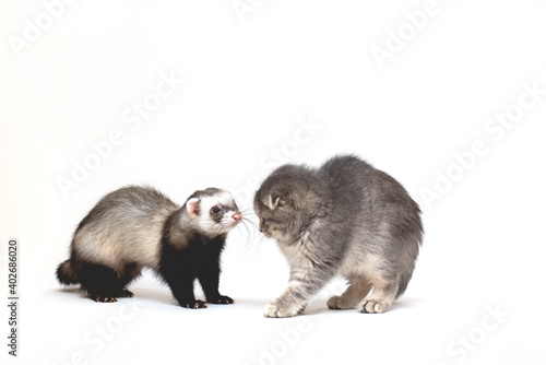 Cute white cat and ferret posing together on white blue background