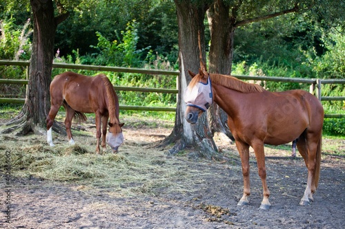 horses relaxing between trees wearing fly caps © Jesse