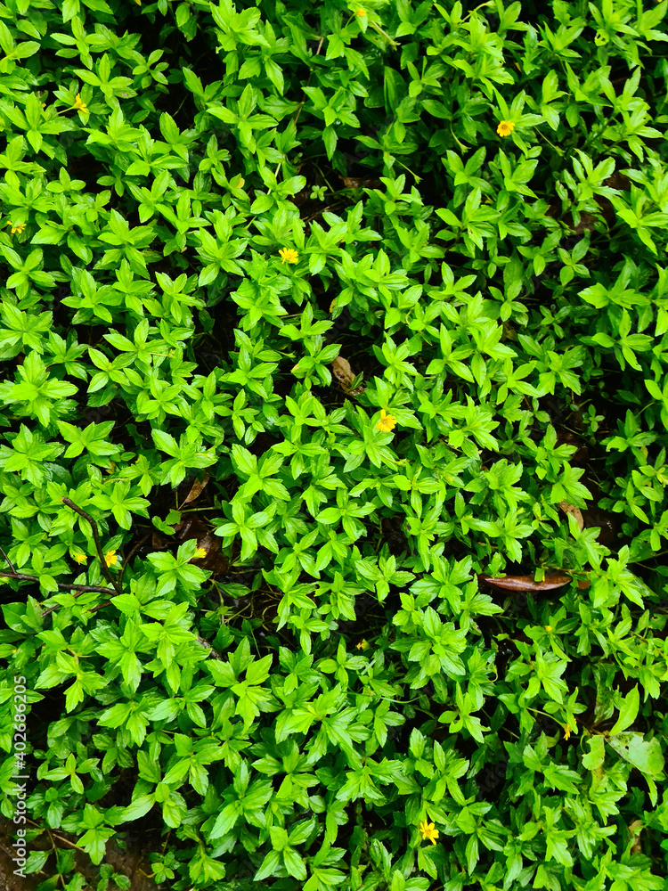 Tiny green leaves background. Tiny green leaves background.