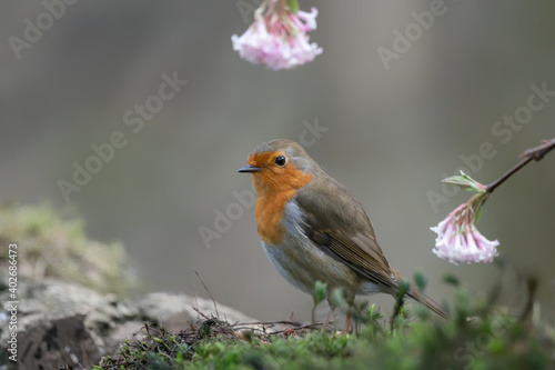 European Robin (Erithacus rubecula) on a branch in the forest of Noord Holland in the Netherlands. copy space.