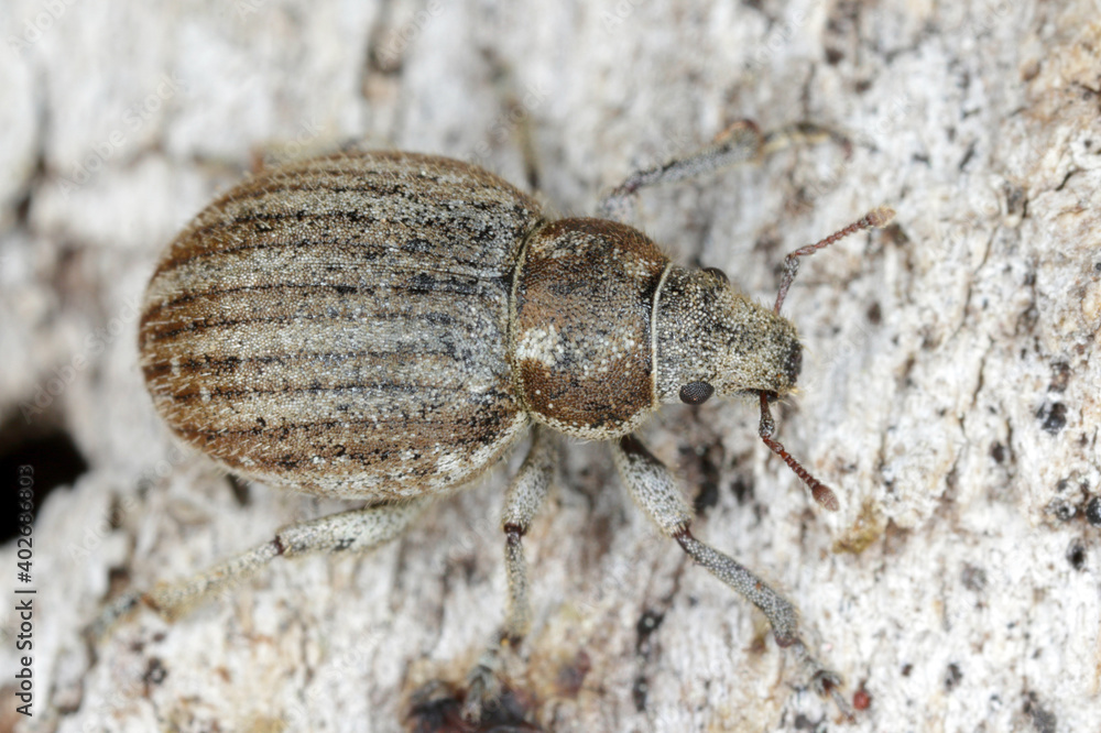 The marram weevil (Philopedon plagiatum), is a species of broad-nosed weevil in the beetle family Curculionidae. Feeds on pine. The marram weevil (Philopedon plagiatum), is a species of broad-nosed weevil in the beetle family Curculionidae. Feeds on pine.