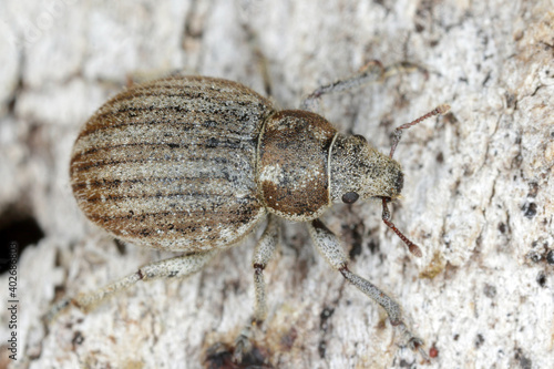 The marram weevil (Philopedon plagiatum), is a species of broad-nosed weevil in the beetle family Curculionidae. Feeds on pine.