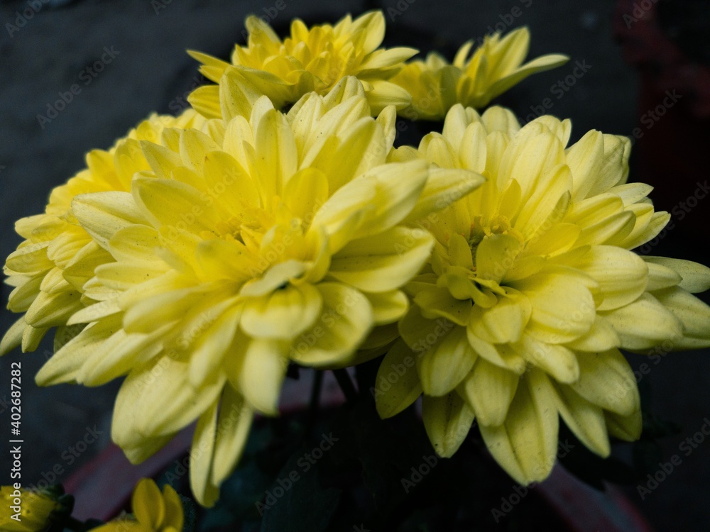 yellow chrysanthemum flowers yellow chrysanthemum flowers