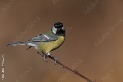 Tit 2021-01