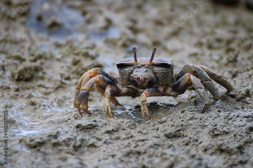 crab on the beach © Boris