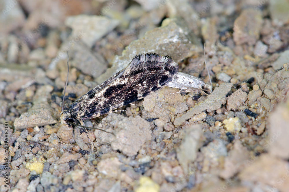 European grain worm or European grain moth Nemapogon granella is a species of tineoid moth. It belongs to the fungus moth family (Tineidae), Common pest of stored products and pest in homes
