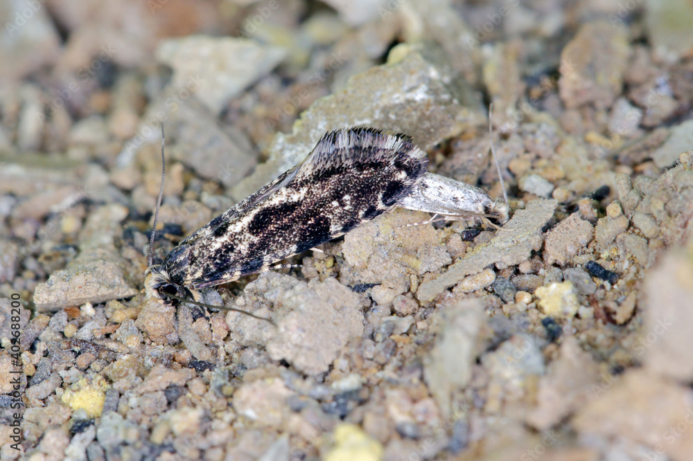 European grain worm or European grain moth Nemapogon granella is a species of tineoid moth. It belongs to the fungus moth family (Tineidae), Common pest of stored products and pest in homes European grain worm or European grain moth Nemapogon granella is a species of tineoid moth. It belongs to the fungus moth family (Tineidae), Common pest of stored products and pest in homes