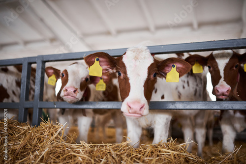 Canvas Print Young calf in a nursery for cows in a dairy farm. Newborn animal.