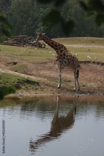 giraffe in the savannahgiraffe mirrored in the water