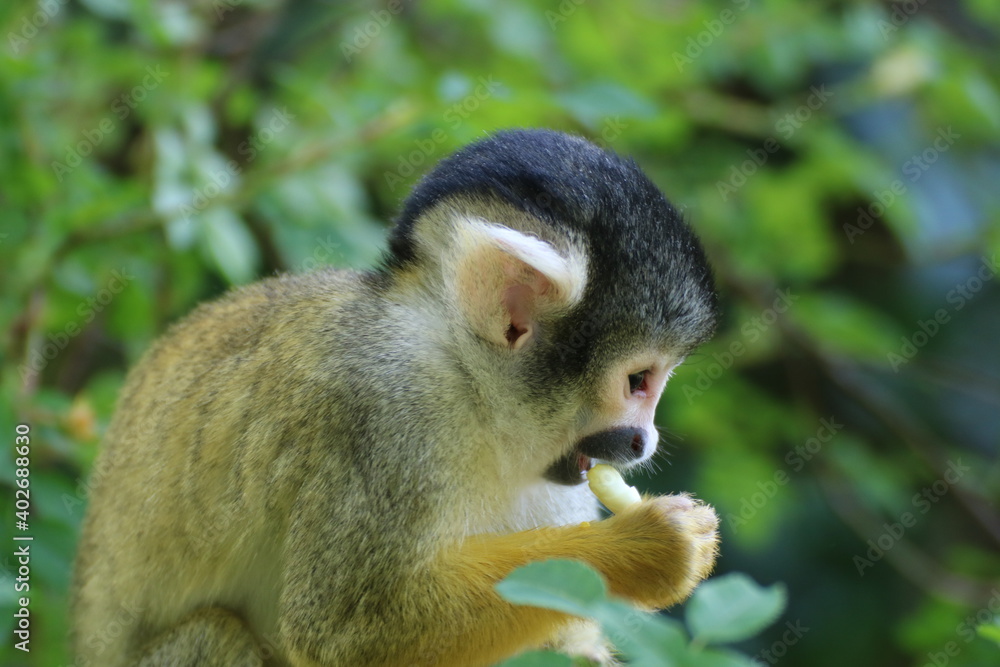 Obraz premium Monkey is eating