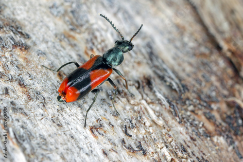 Soft-winged flower beetle (Anthocomus equestris) on dead wood. photo