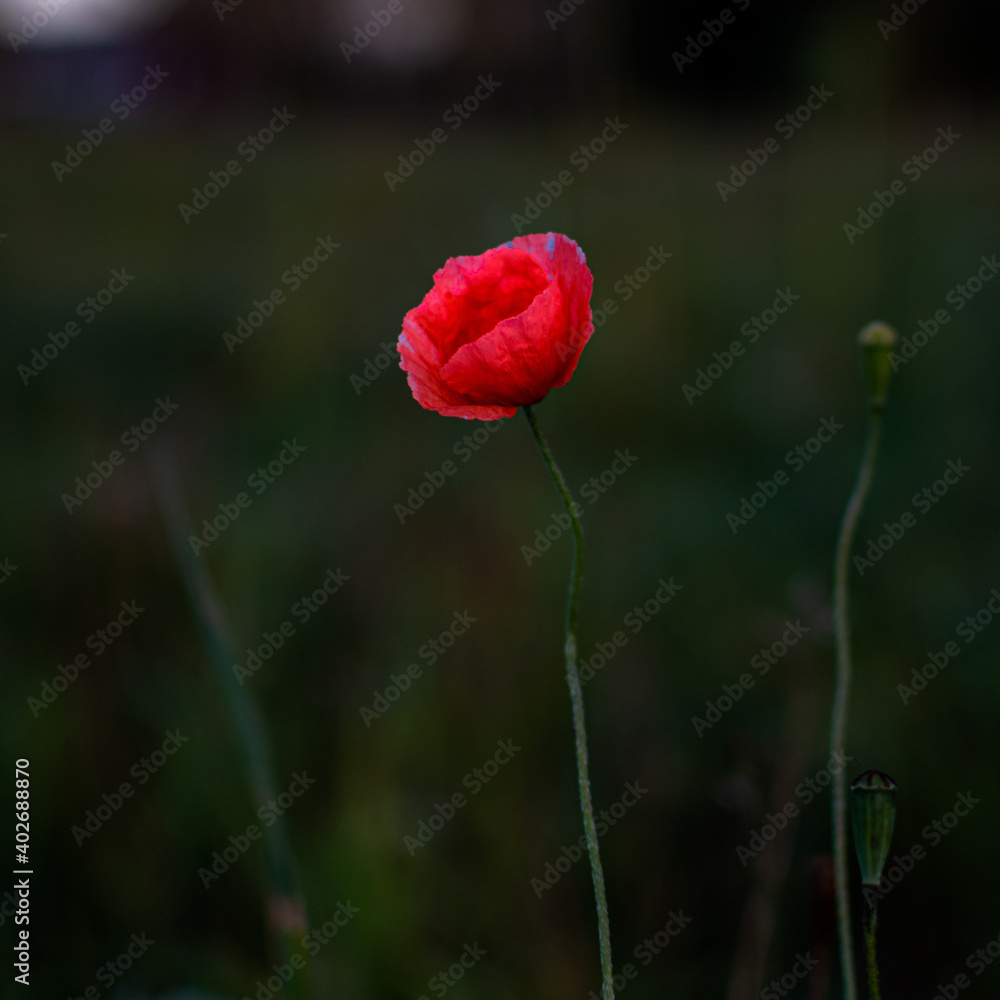Fototapeta premium red poppy flower in a field