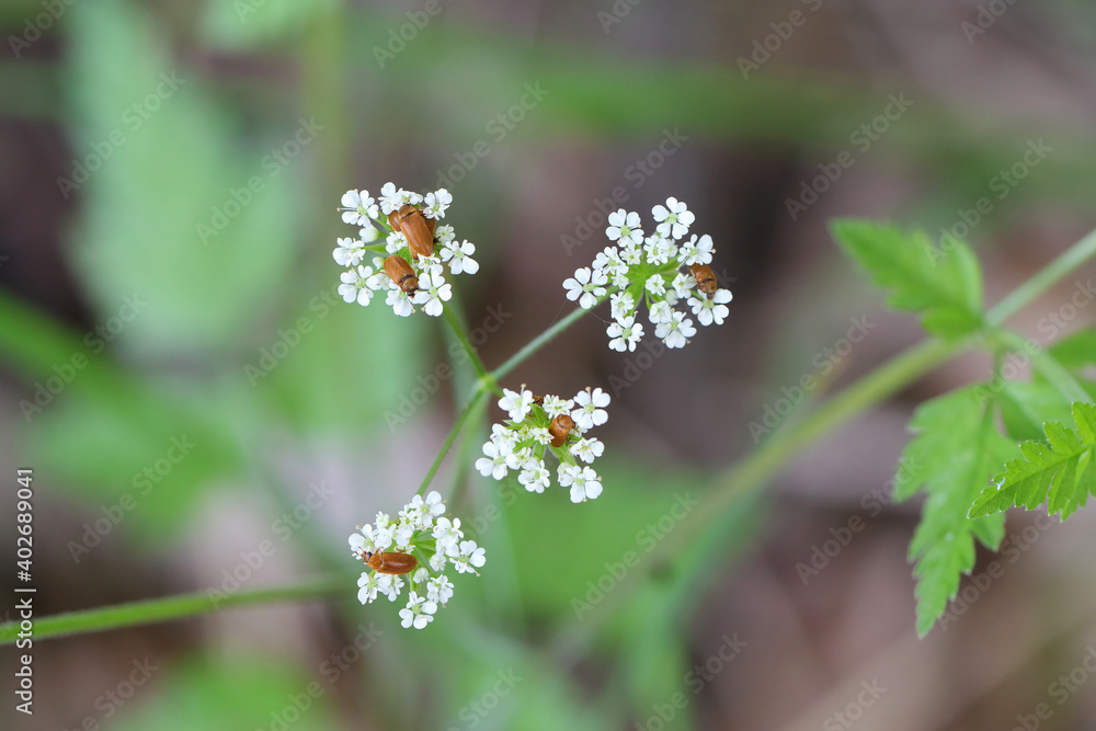The raspberry beetle (Byturus tomentosus) on flower. It is a beetles from fruitworm family Byturidae a major pest affecting raspberry, blackberry and loganberry plants. The raspberry beetle (Byturus tomentosus) on flower. It is a beetles from fruitworm family Byturidae a major pest affecting raspberry, blackberry and loganberry plants.