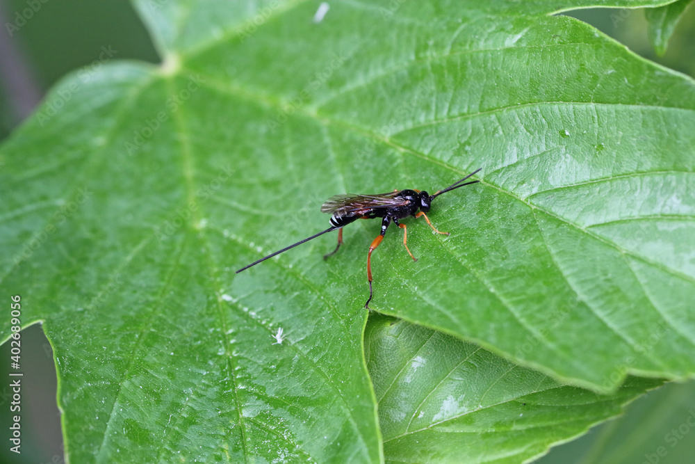Fototapeta premium Hymenoptera from the family Ichneumonidae - ichneumon wasps or ichneumonids. They are parasitoids (a type of parasite) of various insects.