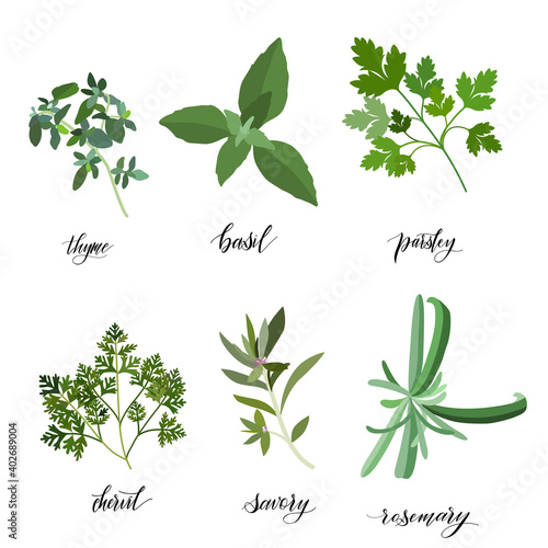 Popular Culinary Herbs and spices big set. Isolated objects. Vector flat illustration. For health care, store, cosmetics, health care, food design